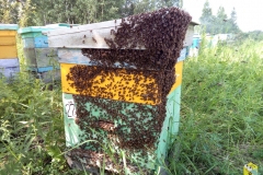 Роевая пчела