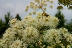 Пчела на русянке с обножкой собранной на лабазнике