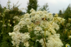Пчела на русянке с обножкой собранной на лабазнике 3