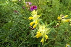 Пчела  и Погремок - Rhinánthus