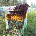 Роевая пчела