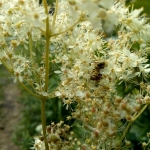 Пчела на белоголовнике