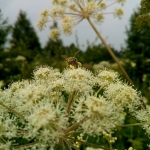 Пчела на русянке с обножкой собранной на лабазнике 2