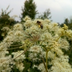 Пчела на русянке с обножкой собранной на лабазнике 4
