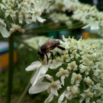 Сибирская пчела на пучке