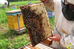 Свежий июньский мёд