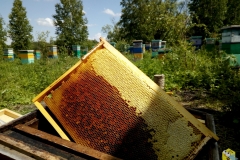 Весенний ивовый мёд