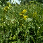 Володушка золотистая - Bupleurum aureum