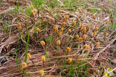 Carex michelii Host - Осока Микеля