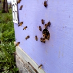 Пчелы работают на иве