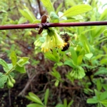 Пчела работает на цветке жимолости