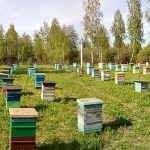 Хороший день. Пчёлы работают