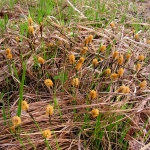 Carex michelii Host - Осока Микеля