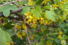 Пчела на цветке Барбариса. 29 мая 7:15 утра.