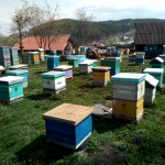 Пчелы ждут кочевки