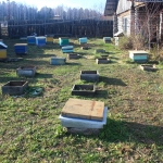 Заносим пчёл в первый омшаник