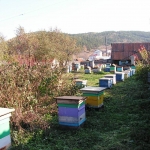 Пчёлы во втором дворе