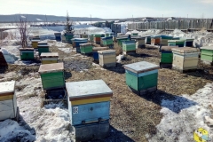 Весна, 2017 год. Выставление пчёл.