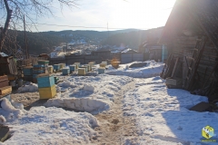 Выносили пчел по холоду, даже снег остался чистым