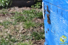 Пчелы собирают первый нектар. 1 мая