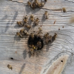 Пчелы работают на первоцветах. 17 мая