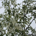 Цветущая черемуха в снегу. 18 мая