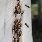 Пчелы работают на первоцветах. Фото 2. 17 мая