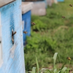 Пчелы спешат домой, 17 мая