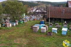 Сентябрь, 2010. Пчёлы едут домой