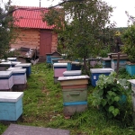 Пчелы около террасы