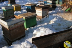 14 марта, 2012. Выставили один омшаник пчел