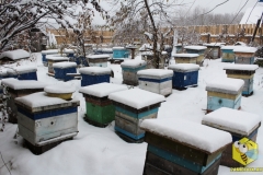Пчелиные семьи на точке напротив дома