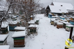 Пчелиные семьи на точке во втором дворе, вид с центра двора