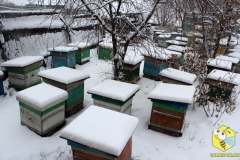 Пчелиные семьи на точке во втором дворе, вид с верху