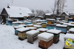 Пчелиные семьи на точке во втором дворе ждут заноса в омшаник