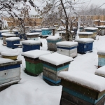 Пчелиные семьи на точке напротив дома