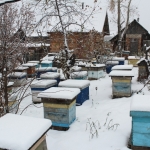 Пчелиные семьи на точке напротив дома, другой ракурс