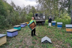 Перевозим пчёл с осотовой пасеки домой