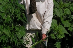 Старчевский Евгений держит рой на листе подсолнуха
