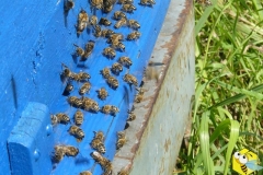 Пчелы выдувают лишнюю влагу из нектара