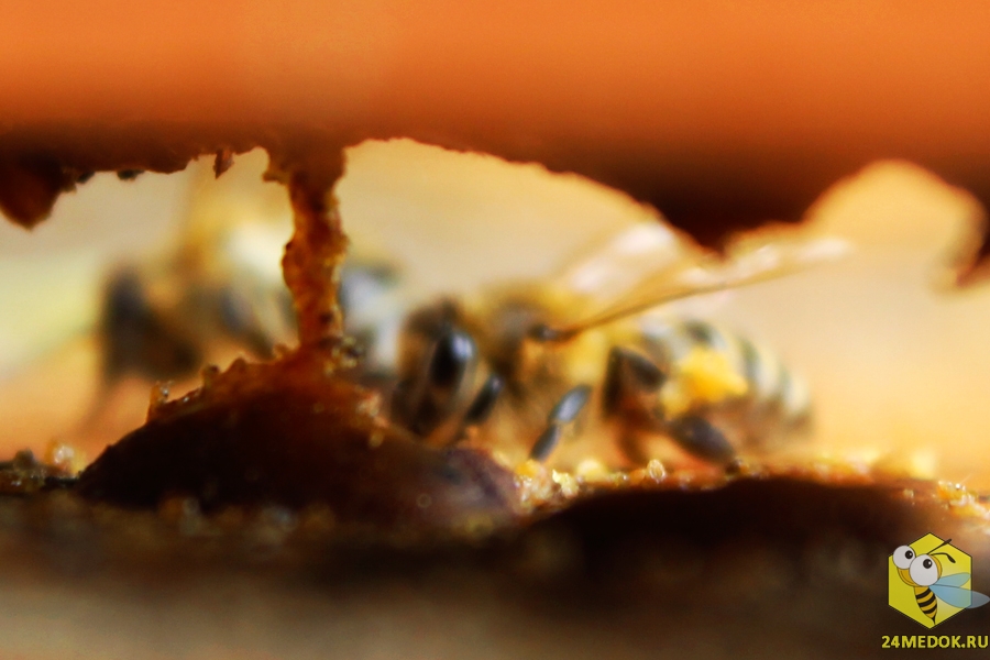 Пчелы собирают прополис со дна улья (вид через нижний леток)