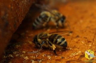 Пчелы собирают прополис со дна улья