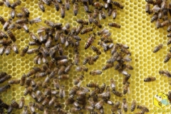 Матка (королева пчел) на свежеотстроенном соте
