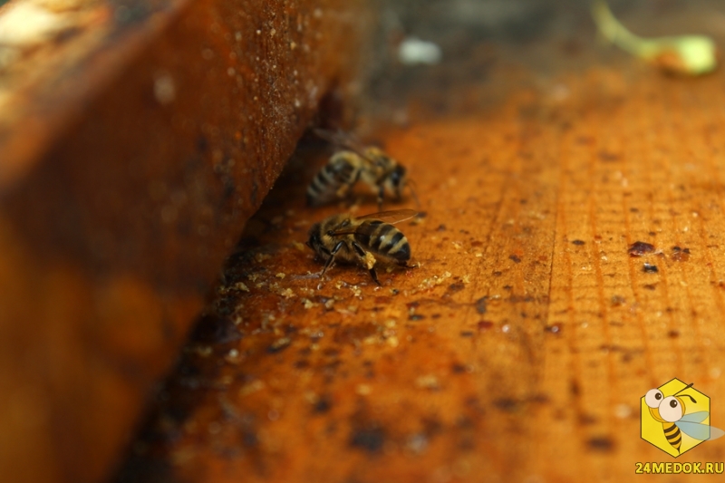 Пчелы собирают прополис со дна улья