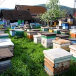 Пчёлы на стационаре, 2013 год