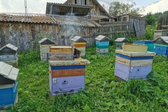 Отбор таёжного мёда в деревне, 8 июля