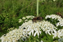 Пчела на борщевике