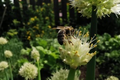 Пчела на луке