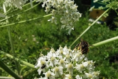 Пчела на борщевике