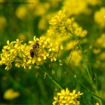 Пчела на свербиги